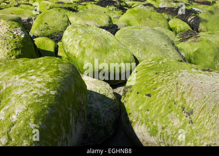 Seaweed and algae on rocks Stock Photo
