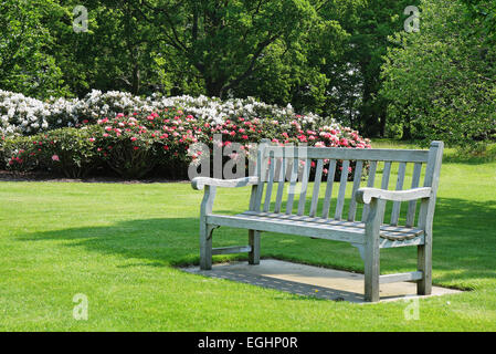 Bench seat in an english park with flowering rhododendrons Stock Photo