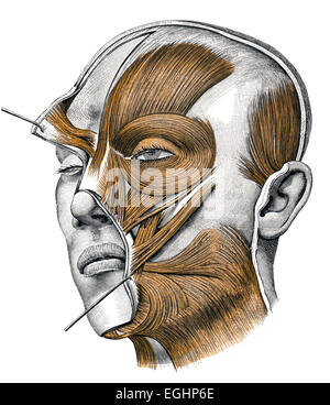 mimetic muscles Stock Photo