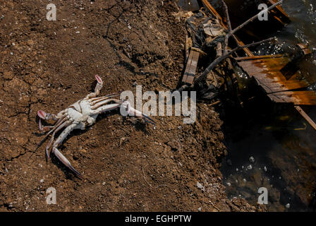 Dead crab on the embankment of a fish pond in Jakarta coastal area. Stock Photo