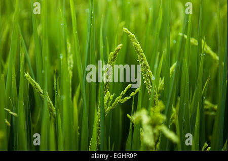 Rice plants growing in a paddy, Yunnan, China Stock Photo