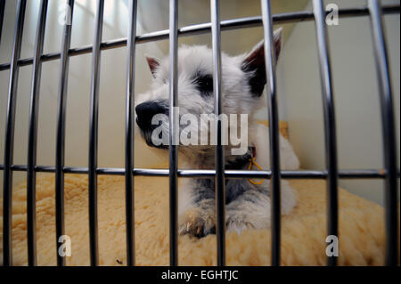 A dog in the vets surgery at the Many Tears Animal Rescue centre near Llanelli, S. Wales UK Stock Photo