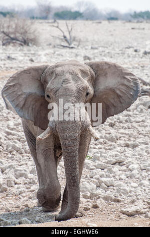 Elephant walking in dry Etosha landscape Stock Photo