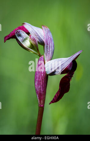 Flowers of orchid (Serapias parviflora). Stock Photo