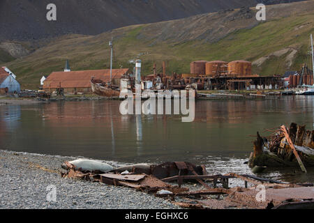 South Georgia, Cumberland Bay, Grytviken, fur seals amongst remains of the ‘Louise’ a wooden three masted ship destroyed by fire Stock Photo