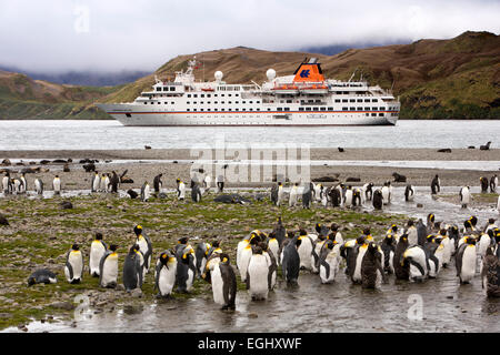 South Georgia, Stromness, group of king penguins on beach, MS Hanseatic moored in bay Stock Photo