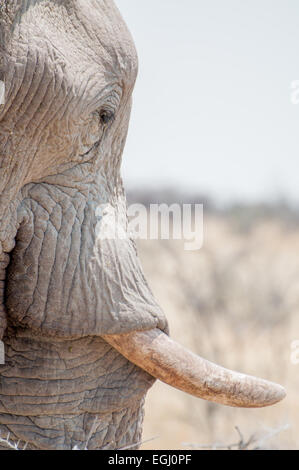 A sideview of only the head of an Elephant, clearly showing the tusk. Stock Photo