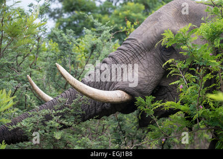 African elephant (Loxodonta africana) feeding on bushes, closeup, Kruger National Park, South Africa Stock Photo