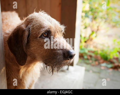 are styrian coarse haired hound aggressive