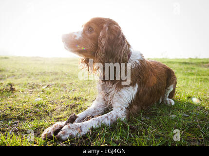 Hund liegt im Gras, Stöckchen zwischen den Pfoten Stock Photo