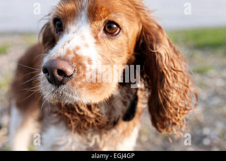 Mischlingshund aus Cocker Spaniel und King Charles Spaniel, Nahaufnahme, Stock Photo