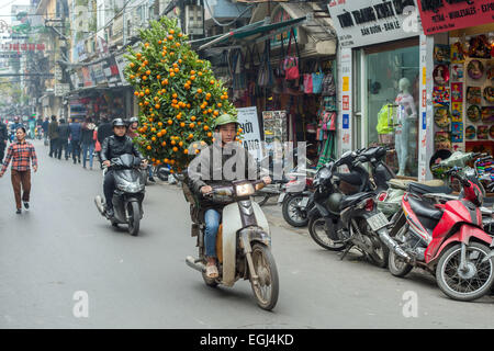 Vietnamese man transports an orange tree tree on a motorbike in Hanoi. Stock Photo