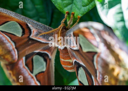 Attacus atlas Papillon cobra Cobra Moth butterfly moth large leaves orange brown green red white yellow nature beautiful insect Stock Photo