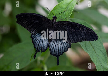 Lowi Swallowtail Papilio memnon Great Mormon butterfly different morph black blue white leaves insect beautiful Stock Photo