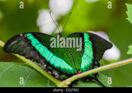 Banded Peacock Papilionidae  Papilioninae butterfly botanical gardens flowers leaf leaves branch nature colourful colorful green Stock Photo