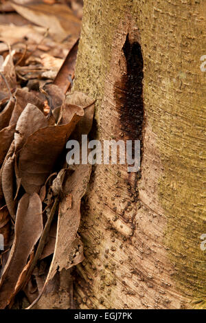 Sudden oak death (Phytophthora ramorum) on Rhododendron Stock Photo - Alamy