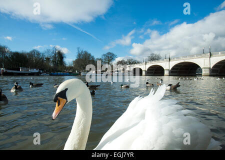 London, UK. 25th February, 2015. Swans on the River Thames on a sunny day in Kingston Upon Thames. Credit:  amer ghazzal/Alamy Live News Stock Photo