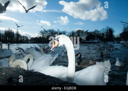 London, UK. 25th February, 2015. Swans on the River Thames on a sunny day in Kingston Upon Thames. Credit:  amer ghazzal/Alamy Live News Stock Photo