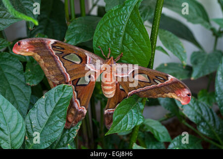 Cobra Moth Stock Photo