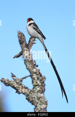 Male Pin-tailed Whydah (Vidua macroura) in the Amakhala Game Reserve, Eastern Cape, South Africa. Stock Photo
