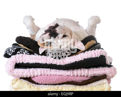 spoiled dog laying on a pile of soft dog beds isolated on white background - english bulldog Stock Photo