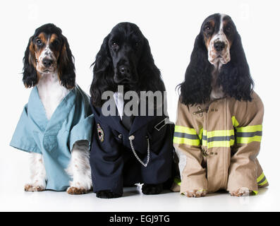 three dogs wearing doctor, policeman, and firefighter costumes on white background - english cocker spaniel Stock Photo
