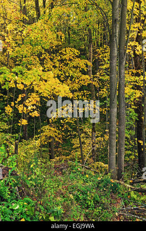 Autumn trees with yellow foliage in forest. Stock Photo
