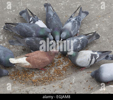 Pigeons chow down on leftovers from a carriage horse's meal by Central Park in Manhattan, NYC. Stock Photo