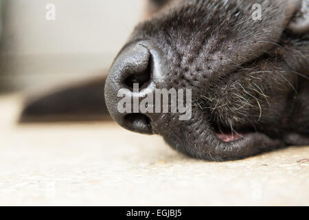 German Shepherd Dog close up Stock Photo