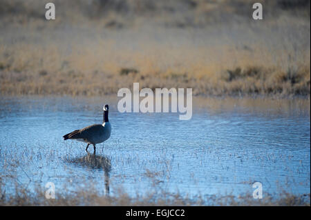 Canada geese standing in a pond of Bosque Del Apache in New Mexico, USA Stock Photo
