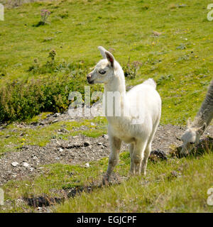 Portrait of young llama, Llama glama. Col du Tourmalet. Pyrenees. France. Stock Photo