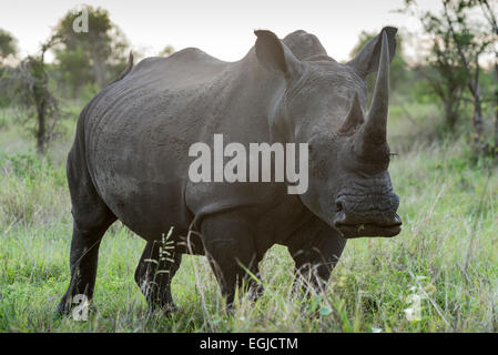 White rhinoceros, (Ceratotherium simum) looking at camera, Kruger National Park, South Africa Stock Photo