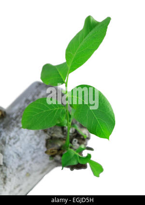 sprout walnut isolated on white background Stock Photo