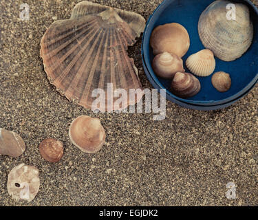 Treasures on the beach, seashell still-life gathered up and placed around a blue box to take home. Stock Photo