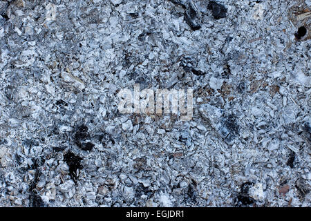 ash coals burnt wood background Stock Photo