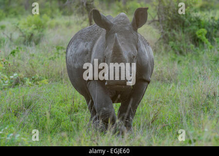 White rhinoceros, (Ceratotherium simum) looking at camera, Kruger National Park, South Africa Stock Photo