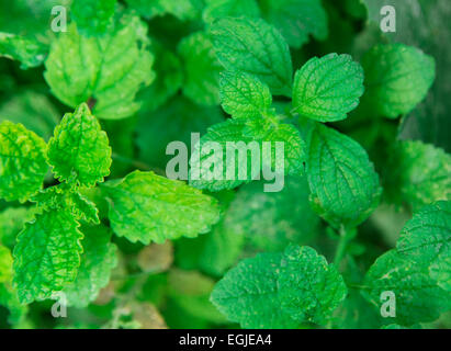 Melissa, lemon balm green growing in the garden Stock Photo