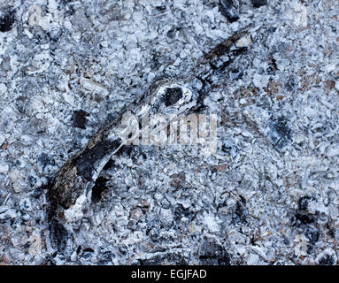 ash coals burnt wood background Stock Photo