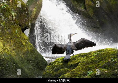 A Cormorant (Phalacrocorax carbo) drying it's wings on a rock on the Ingleton Waterfall Trail in the North Yorkshire Dales Stock Photo