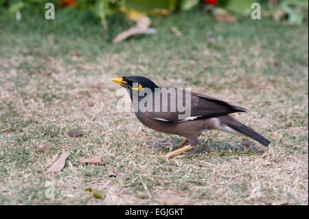 A Common Myna (Acridotheres tristis) foraging for food in Lodi Gardens in New Delhi, India Stock Photo