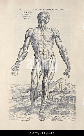 First muscle man from "De humani corporis fabrica libri septem" Andreas ...