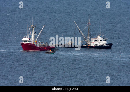 Fishing boats fishing for pacific herring in Strait of Georgia (Salish Sea) near Nanaimo, Vancouver Island, BC, Canada in March Stock Photo