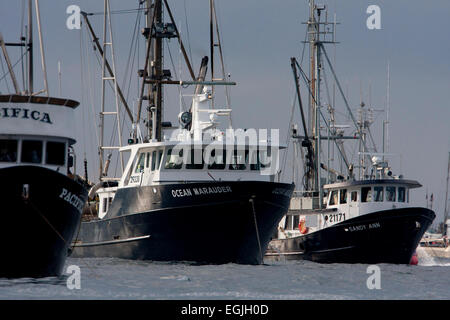 Fishing boats fishing for pacific herring in Strait of Georgia (Salish Sea) near Nanaimo, Vancouver Island, BC, Canada in March Stock Photo