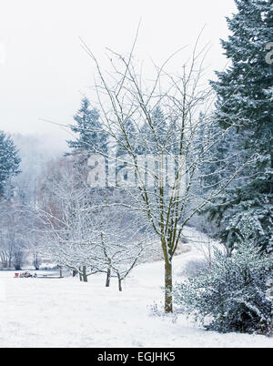 Snow on the trees in Whatcom County, Washington Stock Photo