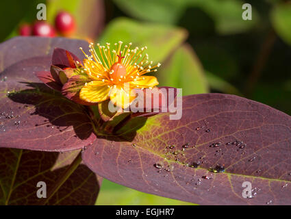 Hypericum Androsaemum 'Albury Purple' bright yellow flower with water droplets on purple leaves Stock Photo