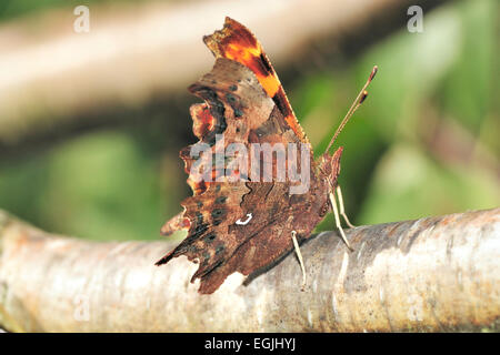 comma butterfly, Polygonia c album with wings closed Stock Photo