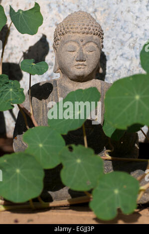 Budha among nasturtium leaves Stock Photo