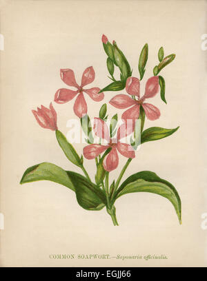 Common Soapwort (Saponaria Officinalis) chromolithograph Artist: Anne Pratt “Wild Flowers”1852 Stock Photo