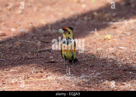 Crested barbet in South Africa Stock Photo
