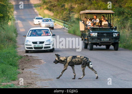 African wild dog (Lycaon pictus) crossing a road, toursits watching from a jeep, Kruger National Park, South Africa Stock Photo